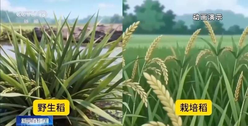  野生稻长寿秘密破解；栽培稻迎来多年生新时代 新闻 野生稻长寿秘密破解；栽培稻迎来多年生新时代 新闻 野生稻长寿秘密破解；栽培稻迎来多年生新时代 新闻