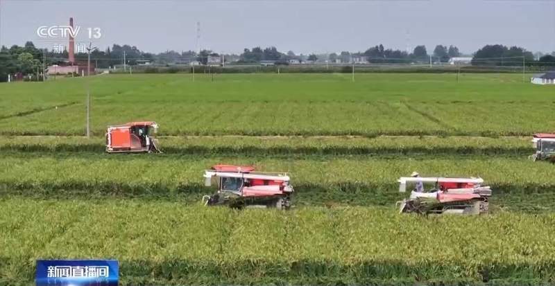  野生稻长寿秘密破解；栽培稻迎来多年生新时代 新闻 野生稻长寿秘密破解；栽培稻迎来多年生新时代 新闻 野生稻长寿秘密破解；栽培稻迎来多年生新时代 新闻