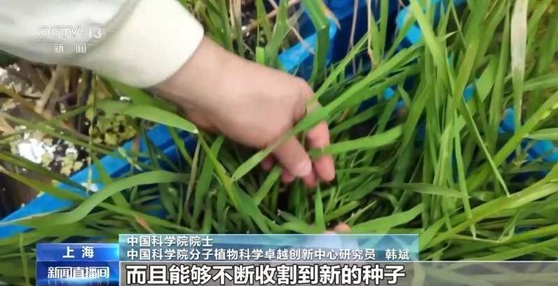  野生稻长寿秘密破解；栽培稻迎来多年生新时代 新闻 野生稻长寿秘密破解；栽培稻迎来多年生新时代 新闻 野生稻长寿秘密破解；栽培稻迎来多年生新时代 新闻