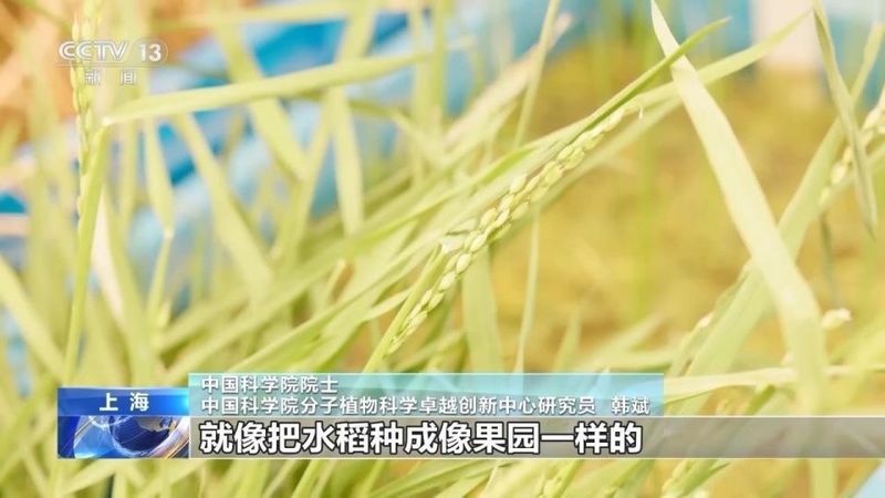  野生稻长寿秘密破解；栽培稻迎来多年生新时代 新闻 野生稻长寿秘密破解；栽培稻迎来多年生新时代 新闻 野生稻长寿秘密破解；栽培稻迎来多年生新时代 新闻