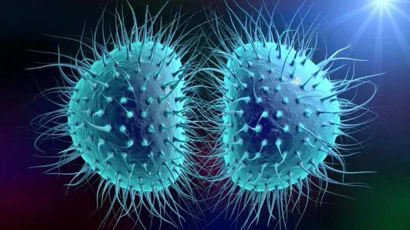  从免疫系统到内容生产：张文宏论AI时代的核心竞争力 IT技术